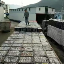 奉节脐橙（72-1）新鲜脐橙全年带叶鲜果，留树保鲜！