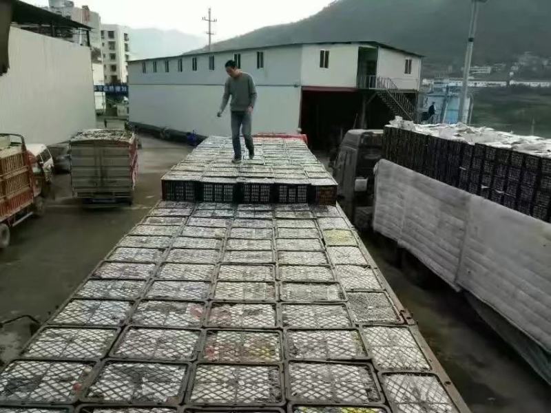 奉节脐橙（72-1）新鲜脐橙全年带叶鲜果，留树保鲜！