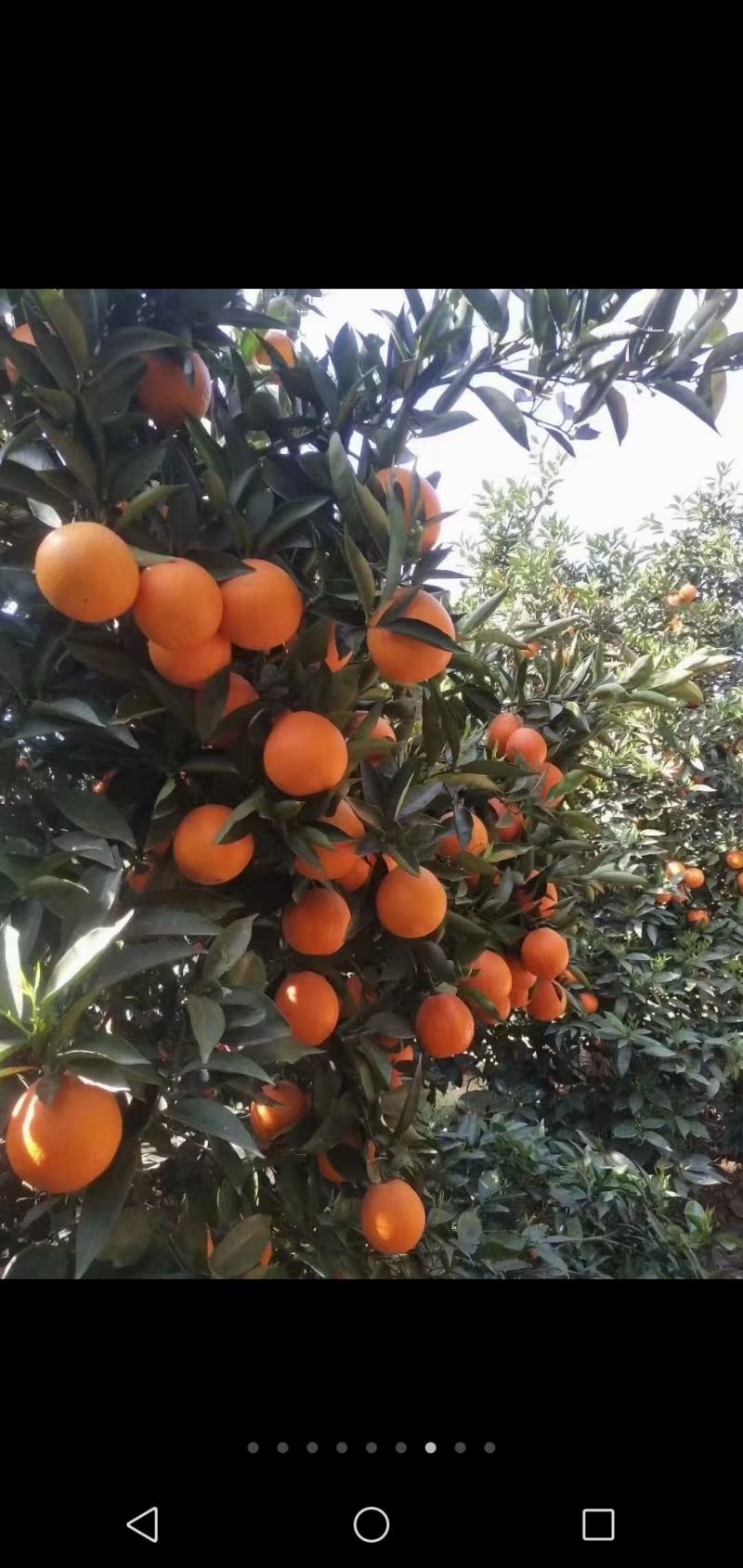 奉节脐橙（72-1）新鲜脐橙全年带叶鲜果，留树保鲜！