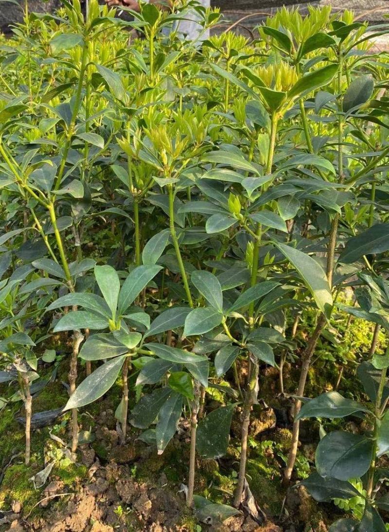 广西大红八角嫁接苗杯苗优质实生苗裸根优质实生苗杯苗