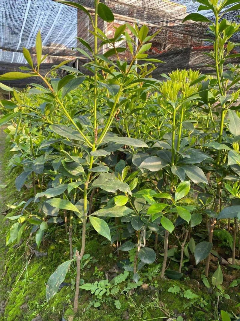 广西大红八角嫁接苗杯苗优质实生苗裸根优质实生苗杯苗