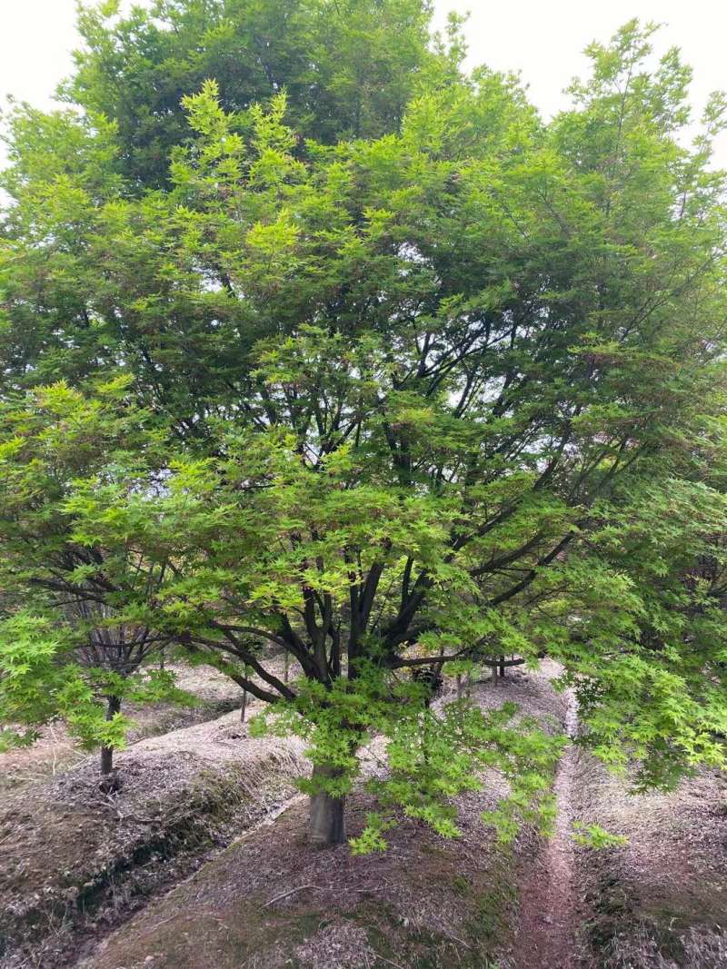 鸡爪槭，大小规格都有，本基地有上百亩鸡爪槭可供挑选