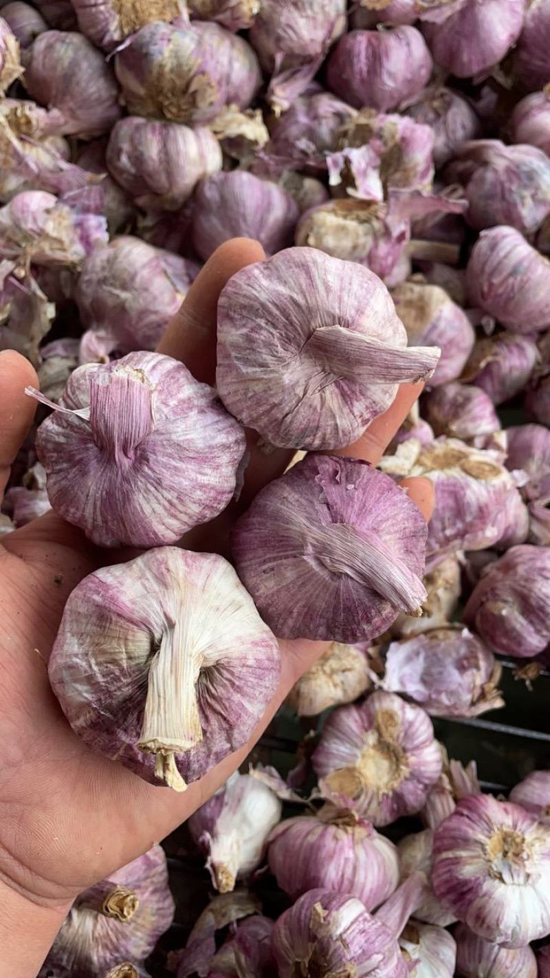 2021云南新蒜紫皮红米大蒜红蒜干蒜一件代发