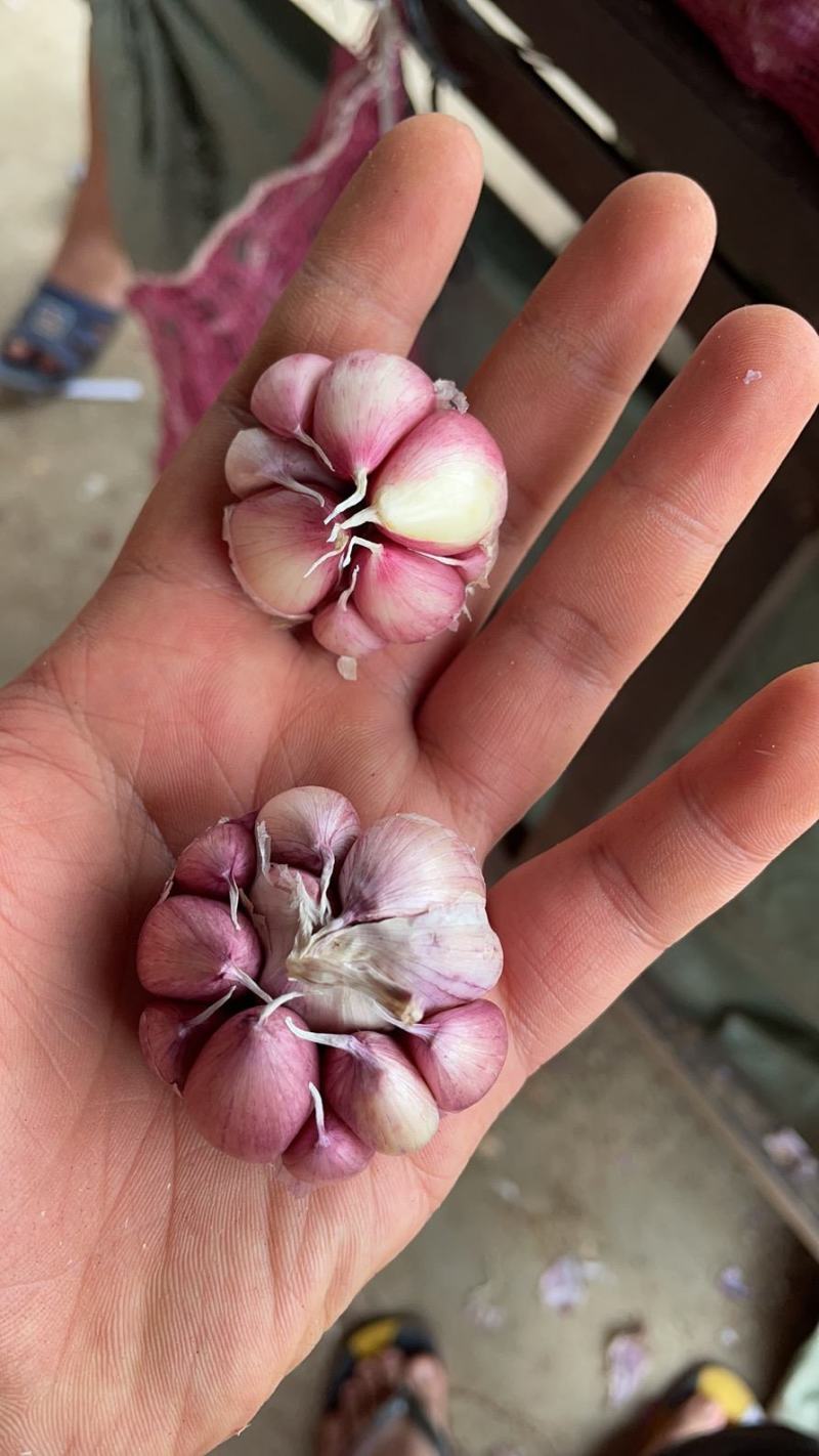 2021云南新蒜紫皮红米大蒜红蒜干蒜一件代发