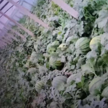 甜王西瓜，量大优惠，日供充足，青州市谭坊镇果蔬专业合作社
