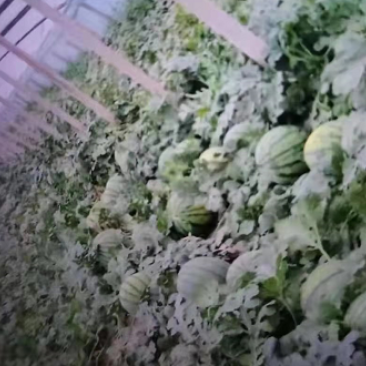 甜王西瓜，量大优惠，日供充足，青州市谭坊镇果蔬专业合作社