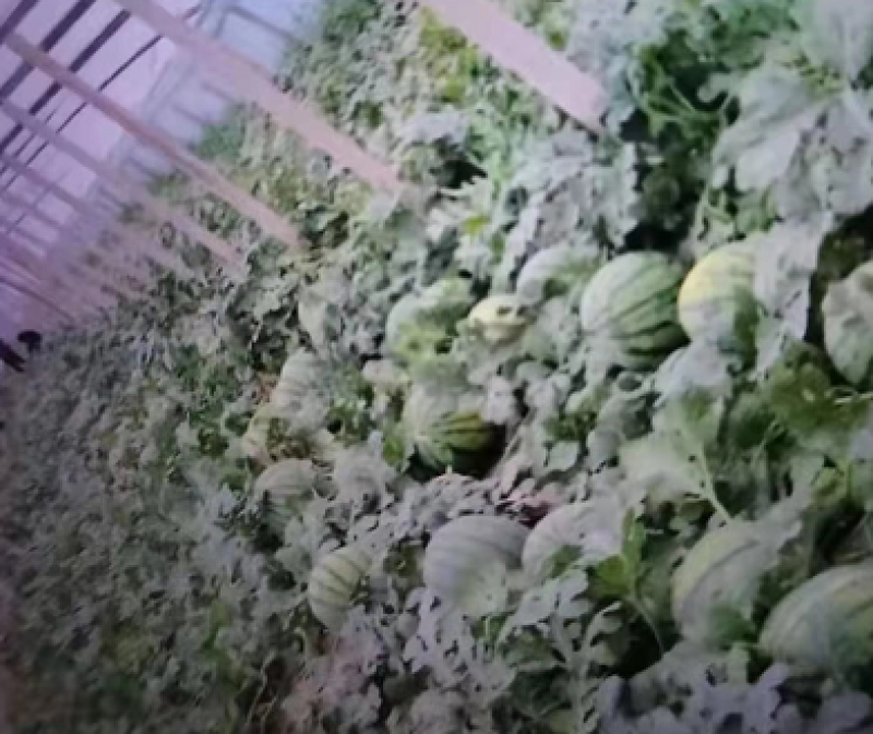 甜王西瓜，量大优惠，日供充足，青州市谭坊镇果蔬专业合作社