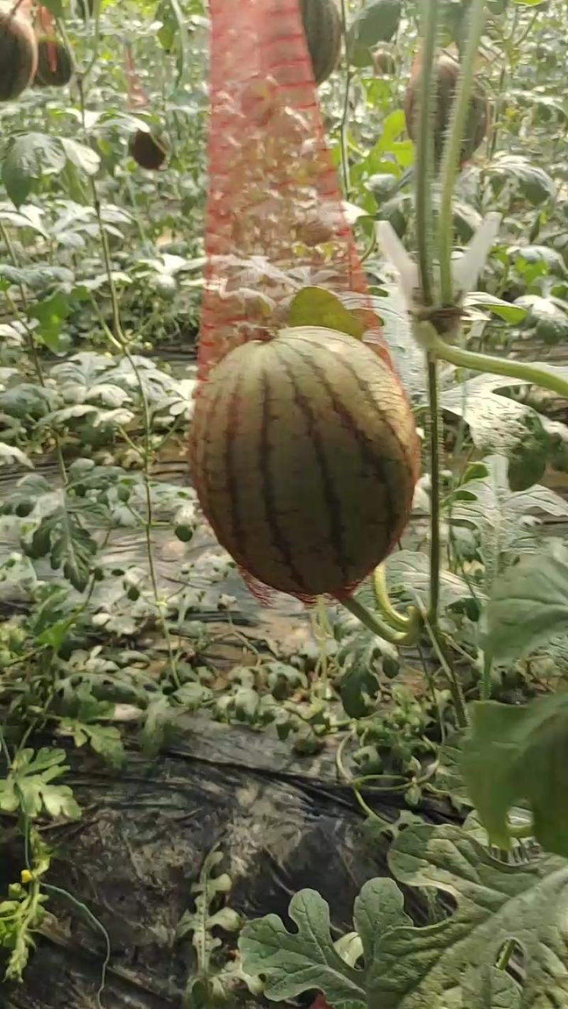 潍坊西瓜产地批发，全美2k吊瓜，地爬瓜，山东潍坊产地一手