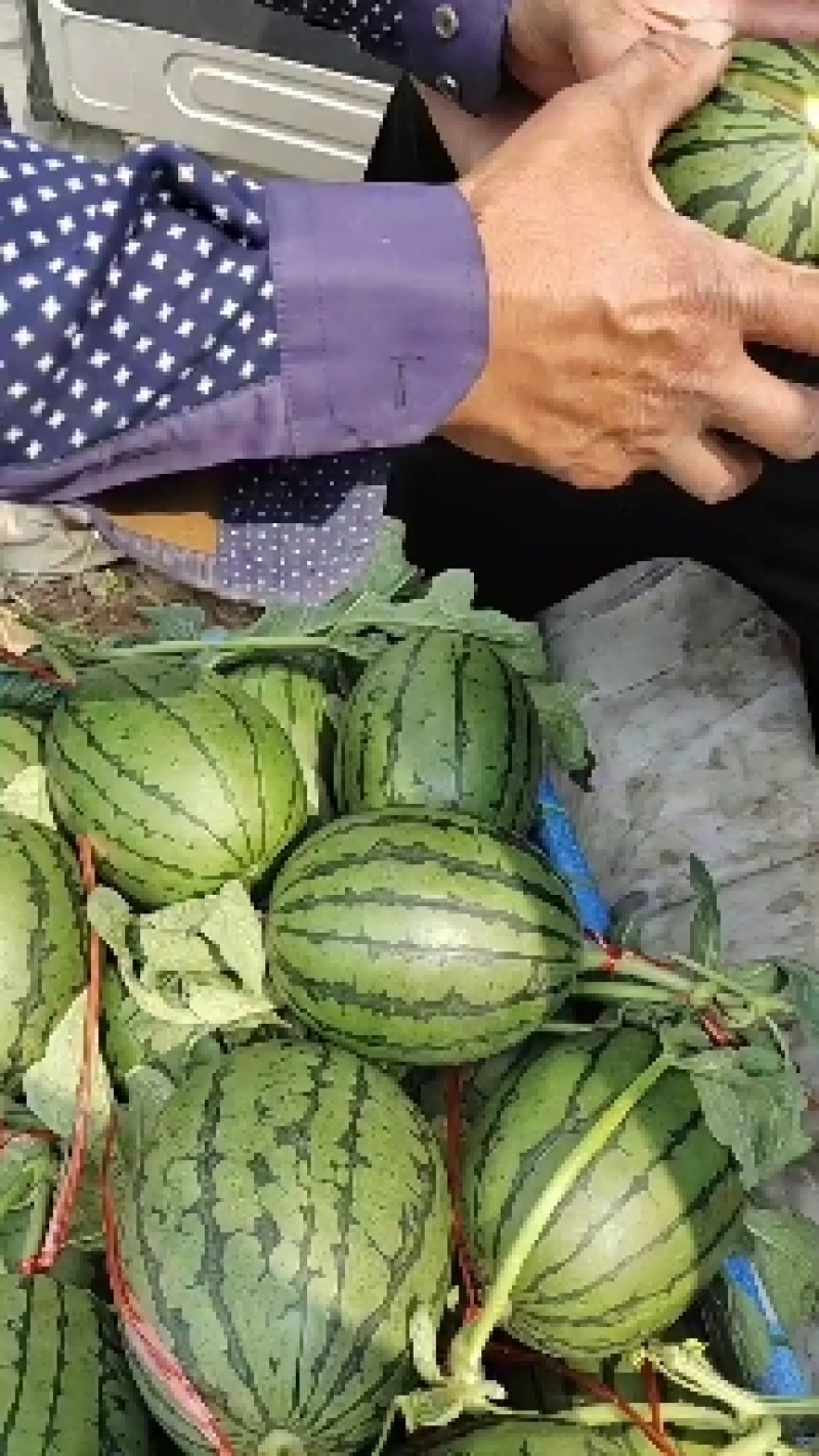 潍坊西瓜产地批发，全美2k吊瓜，地爬瓜，山东潍坊产地一手