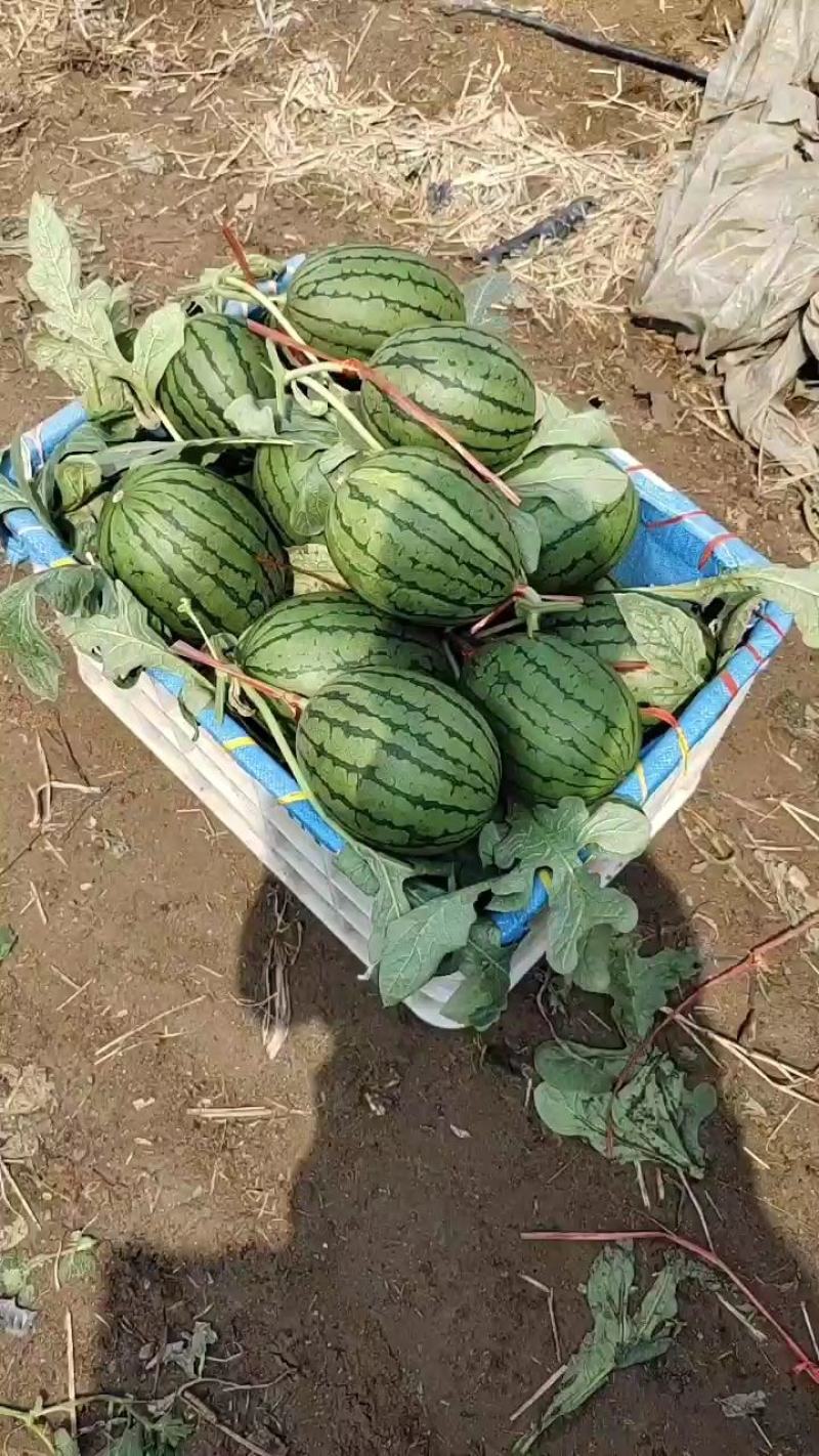 潍坊西瓜产地批发，全美2k吊瓜，地爬瓜，山东潍坊产地一手