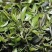 广东清远英德高山生态环保英德英红九号红茶