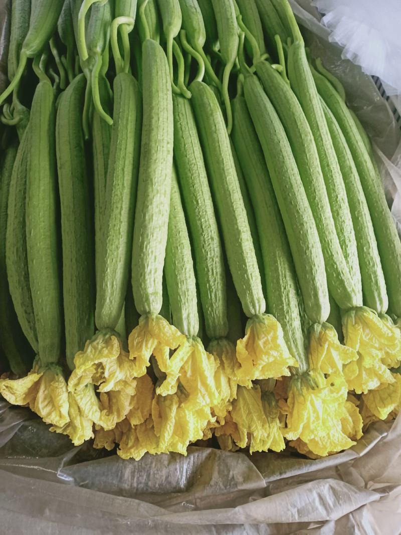 鲜花丝瓜精品中细条丝瓜新蔓