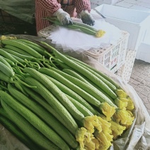 鲜花丝瓜精品中细条丝瓜新蔓