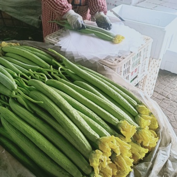 鲜花丝瓜精品中细条丝瓜新蔓