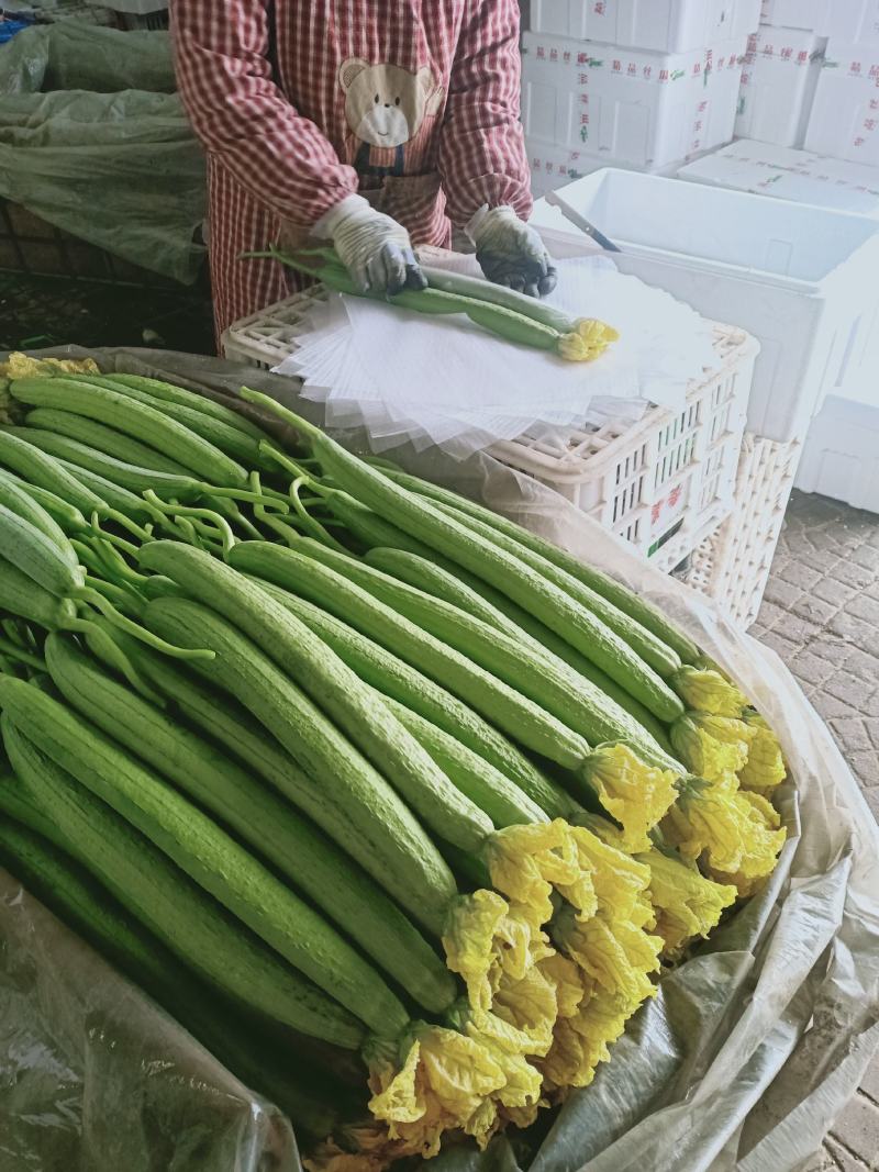 鲜花丝瓜精品中细条丝瓜新蔓