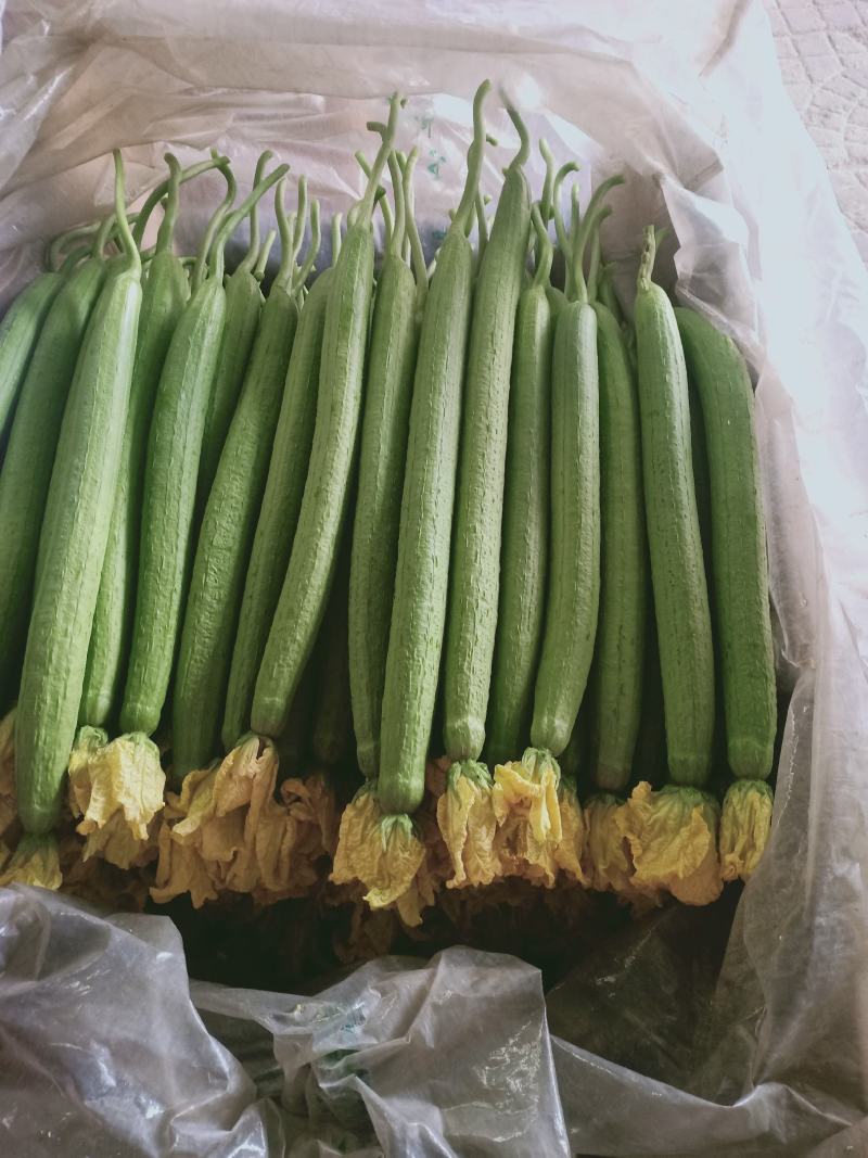 鲜花丝瓜精品中细条丝瓜新蔓