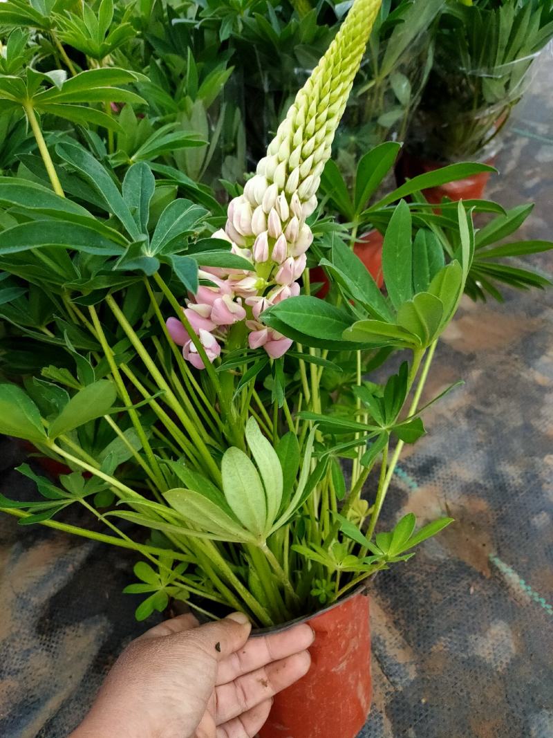 鲁冰花种子混色多年生耐寒羽扇豆四季可种包发芽室内盆栽户外