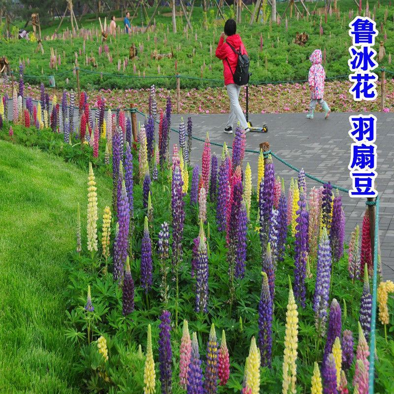 鲁冰花种子混色多年生耐寒羽扇豆四季可种包发芽室内盆栽户外