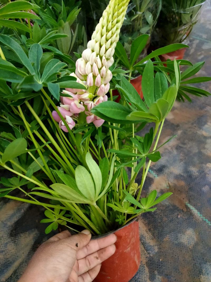 鲁冰花种子混色多年生耐寒羽扇豆四季可种包发芽室内盆栽户外