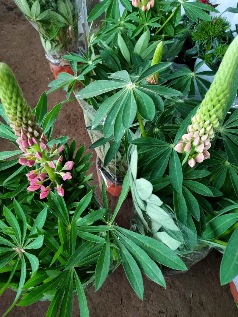 鲁冰花种子混色多年生耐寒羽扇豆四季可种包发芽室内盆栽户外
