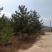 5米华山松，4米华山松，3米华山松6米华山松精品基地直销