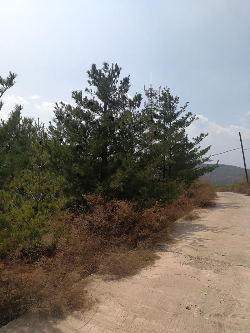 5米华山松，4米华山松，3米华山松6米华山松精品基地直销