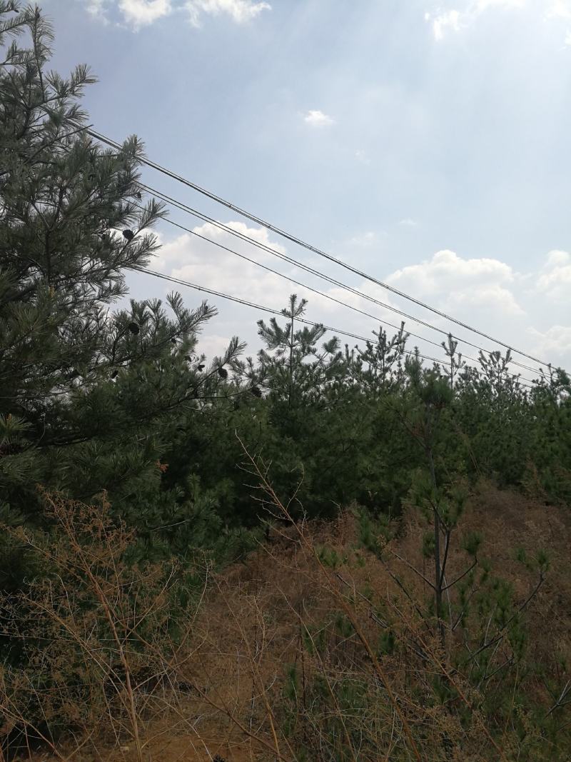 5米华山松，4米华山松，3米华山松6米华山松精品基地直销