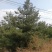 5米华山松，4米华山松，3米华山松6米华山松精品基地直销