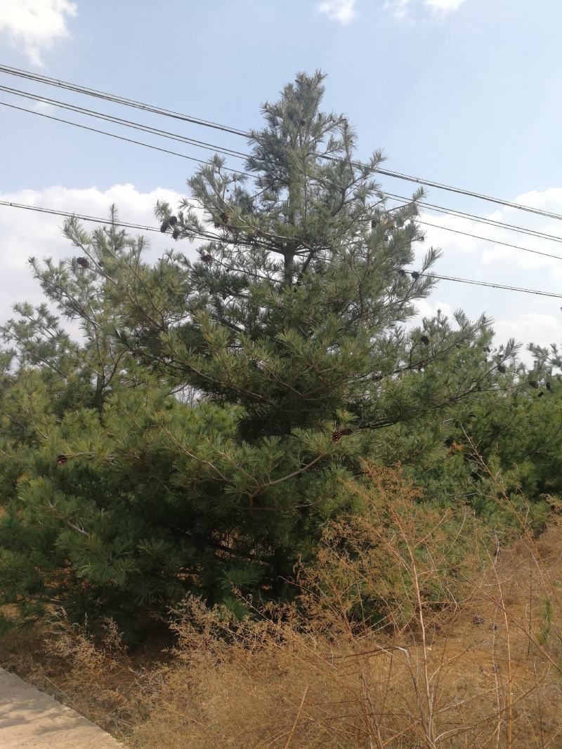 5米华山松，4米华山松，3米华山松6米华山松精品基地直销