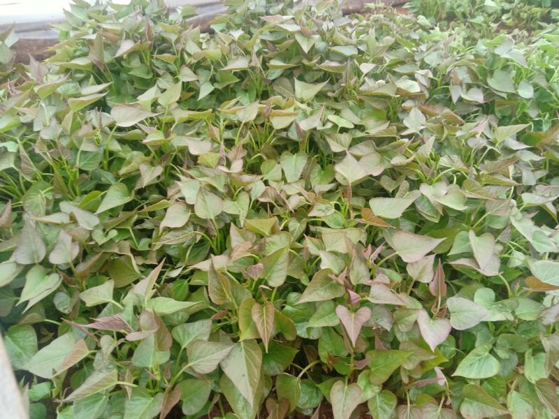 红薯苗洛暑13，红薯苗商薯19，