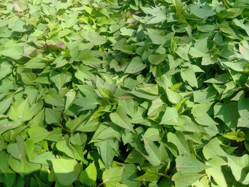 红薯苗洛暑13，红薯苗商薯19，