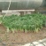 红薯苗洛暑13，红薯苗商薯19，