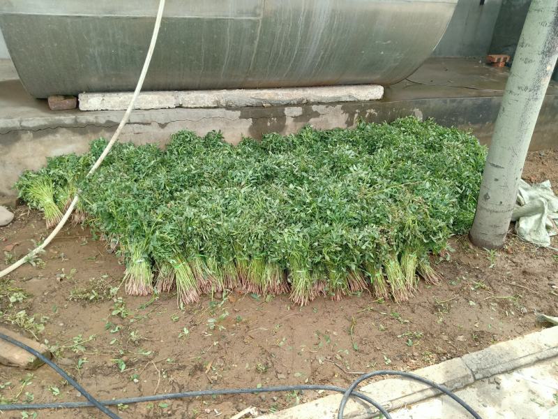 红薯苗洛暑13，红薯苗商薯19，
