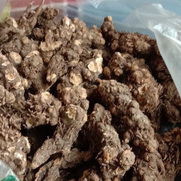中药根茎类北硃砂点苍术干货统货切片妙货