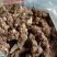中药根茎类北硃砂点苍术干货统货切片妙货