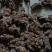 中药根茎类北硃砂点苍术干货统货切片妙货