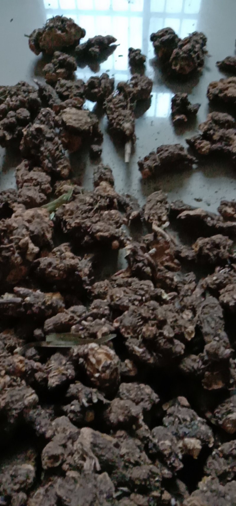 中药根茎类北硃砂点苍术干货统货切片妙货