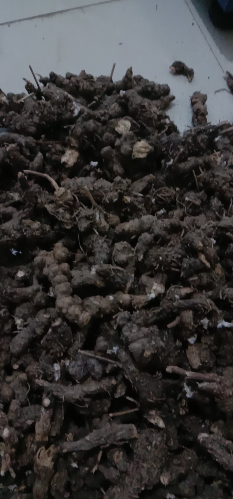 中药根茎类北硃砂点苍术干货统货切片妙货