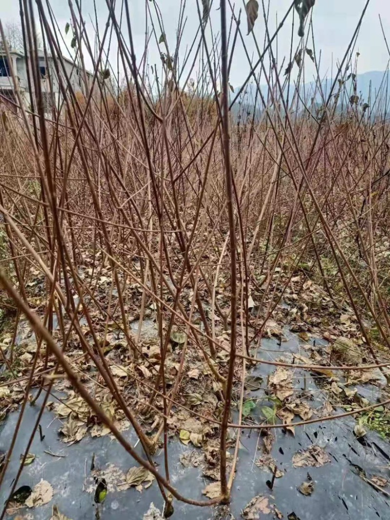 【种苗】神豆腐苗鬼豆腐树苗，是一款好培育高产种苗