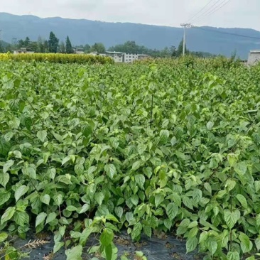 【种苗】神豆腐苗鬼豆腐树苗，是一款好培育高产种苗