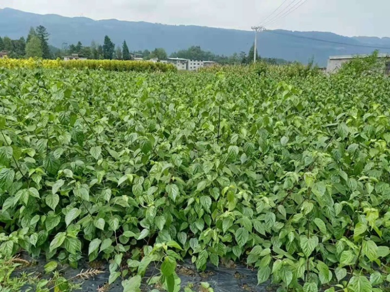 【种苗】神豆腐苗鬼豆腐树苗，是一款好培育高产种苗