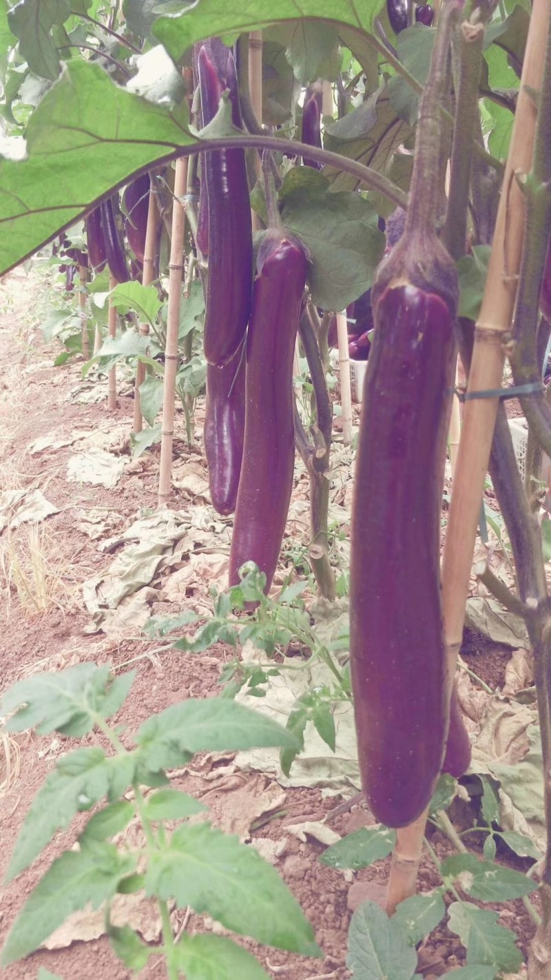 （基地直供）云南建水紫长茄，保质保量，诚信经营，实力代办