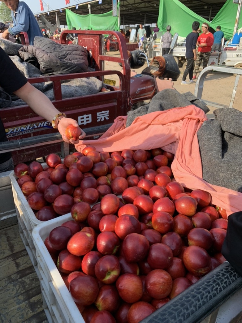 山东大棚红油桃产地直销价格低市场收货以质论价支持全国发货