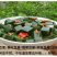 【种苗】神豆腐苗鬼豆腐树苗，是一款好培育高产种苗
