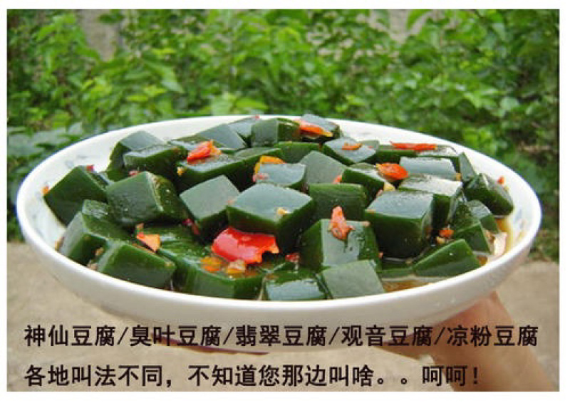 【种苗】神豆腐苗鬼豆腐树苗，是一款好培育高产种苗