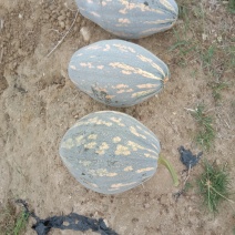 香芋南瓜基地直发，量大