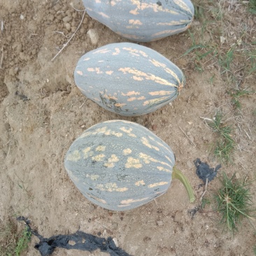 香芋南瓜基地直发，量大