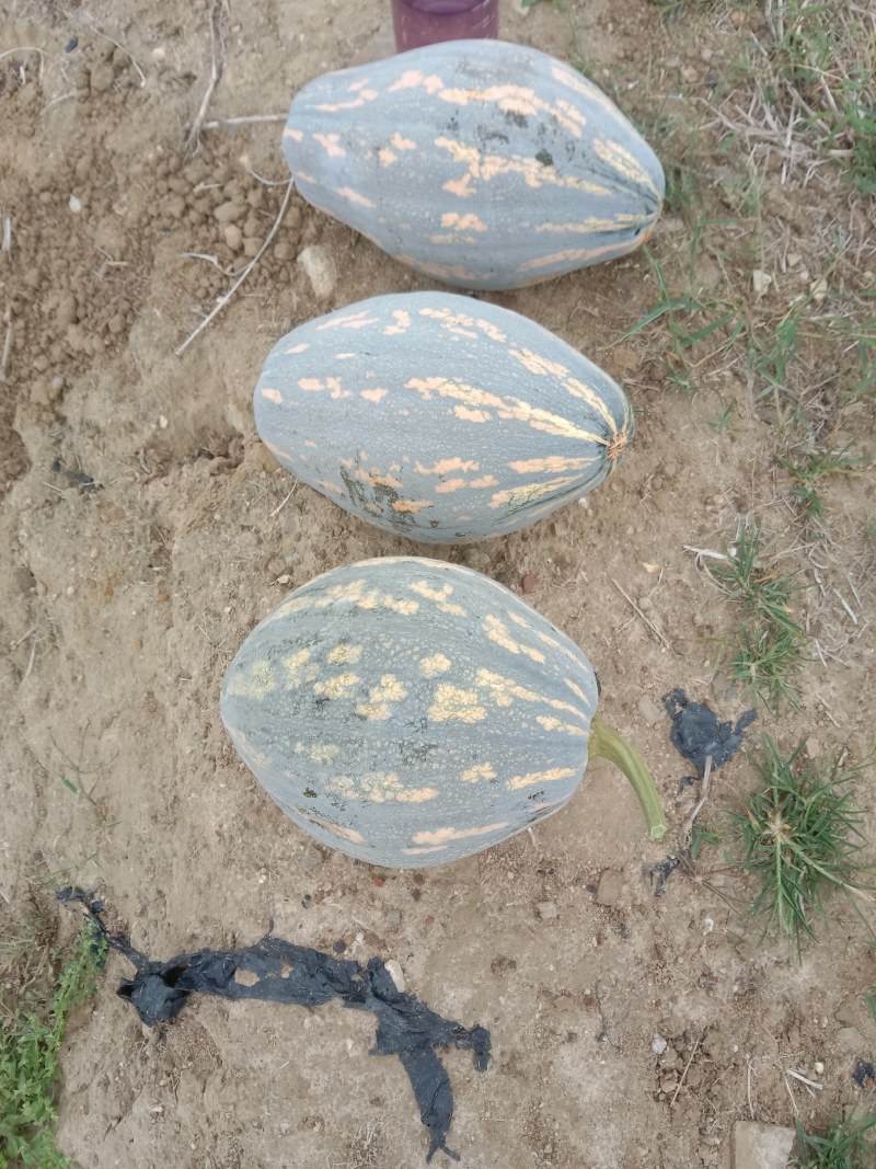 香芋南瓜基地直发，量大
