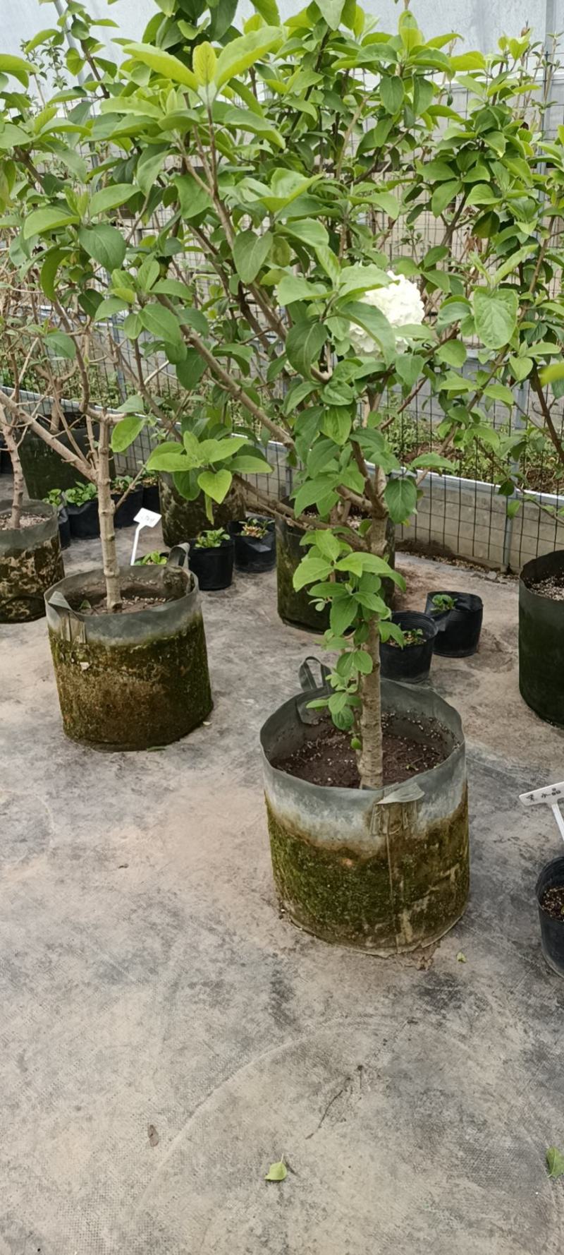 大花斗球，木本绣球老兵花卉专卖