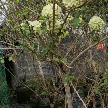大花斗球，木本绣球老兵花卉专卖